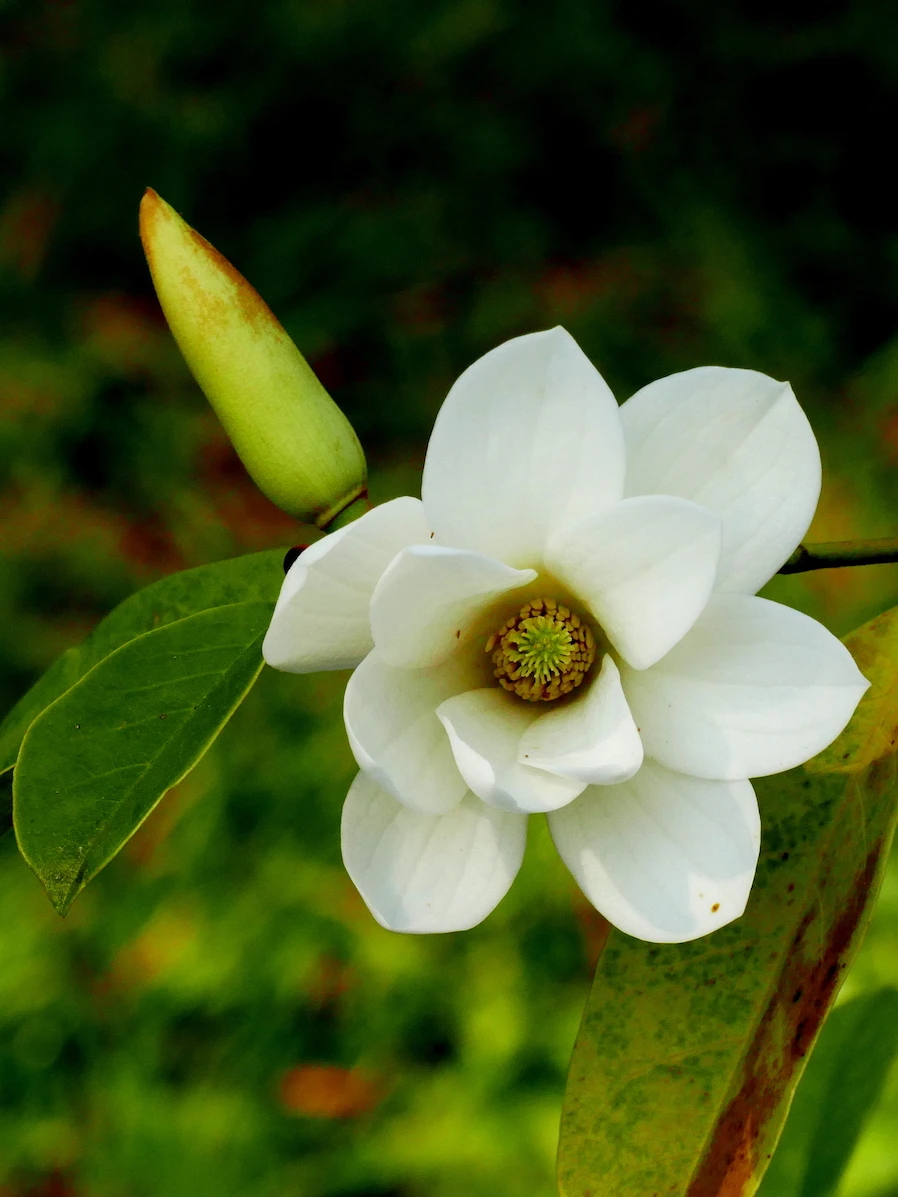 Fairy White